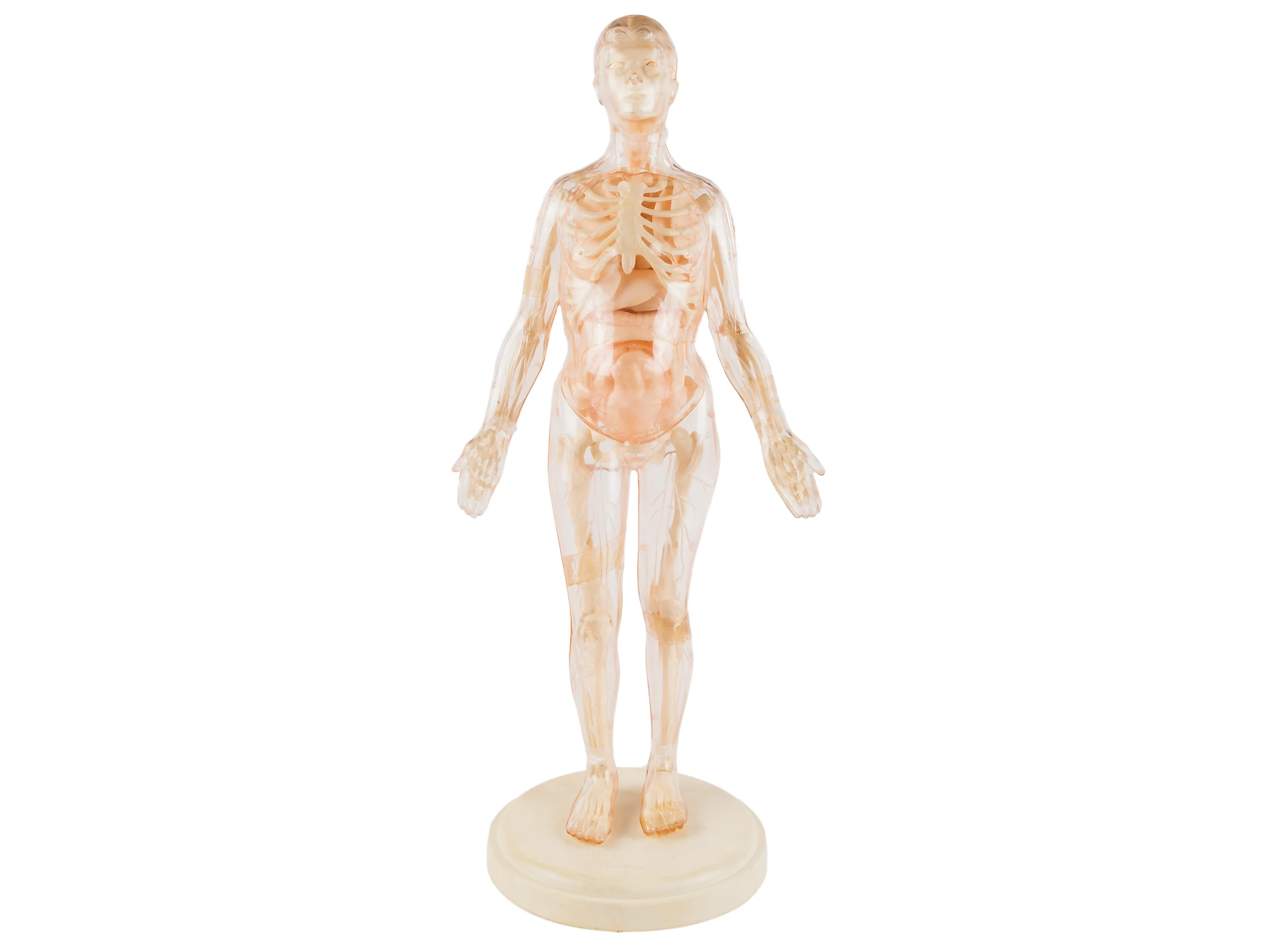VISIBLE WOMAN 人体模型 Visible Woman, 1959, and Boston Association for Childbirth